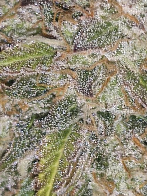 Eternity grow cup sticky broccoli auto. Week 11