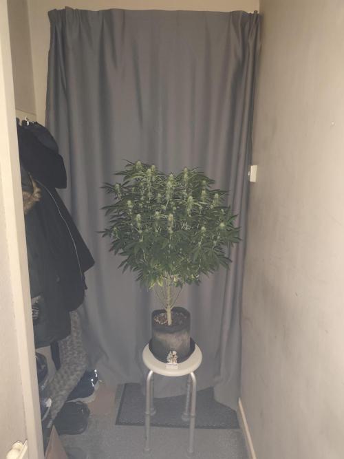 AK-47 XL. Week 12