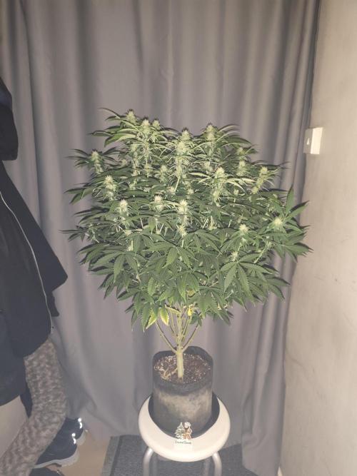 AK-47 XL. Week 12