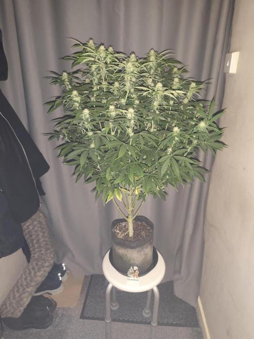 AK-47 XL. Week 12
