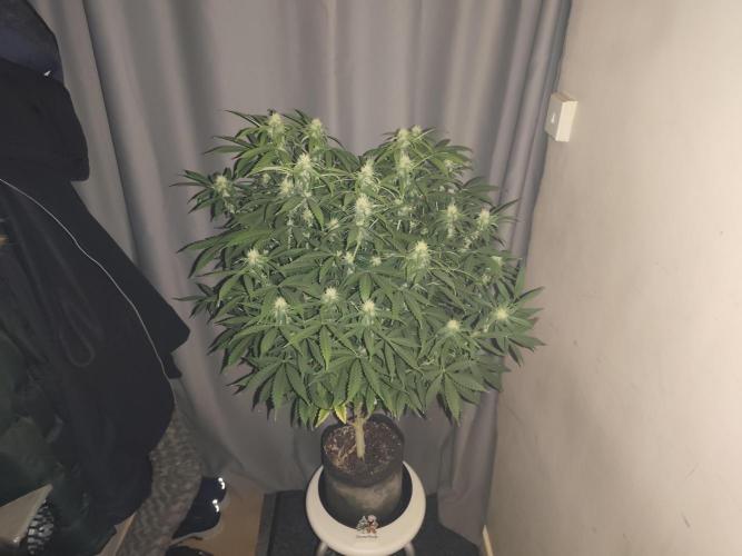 AK-47 XL. Week 12