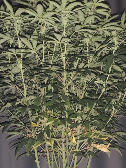 AK-47 XL. Week 12