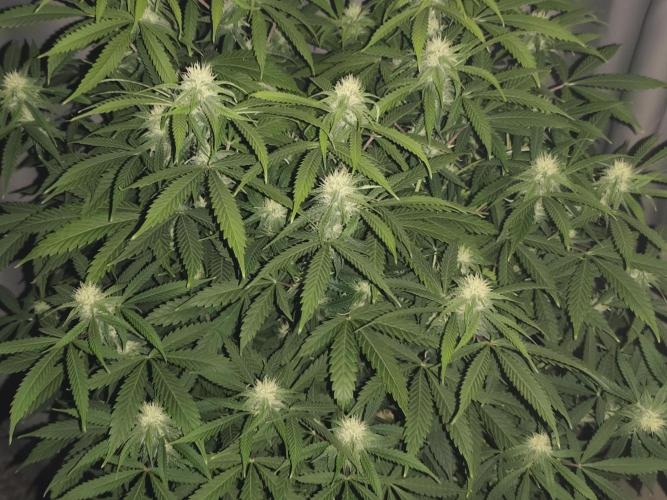 AK-47 XL. Week 12