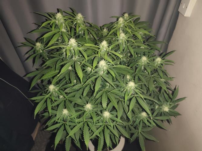 AK-47 XL. Week 12