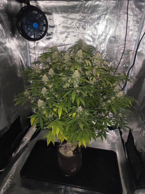 AK-47 XL. Week 13 - The scummy looking white stuff is dietitious earth not sure if spellings right