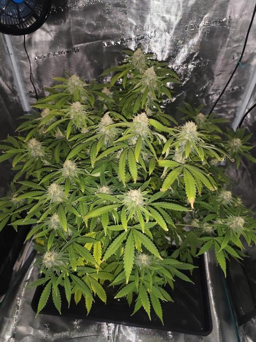 AK-47 XL. Week 13