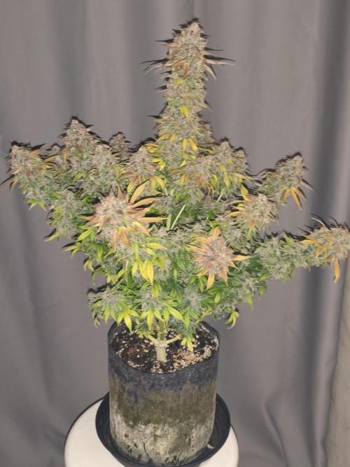 Eternity grow cup sticky broccoli auto. Week 12