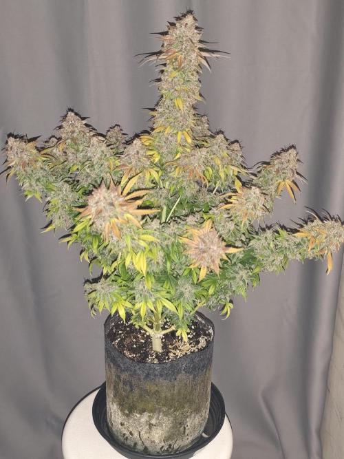 Eternity grow cup sticky broccoli auto. Week 12
