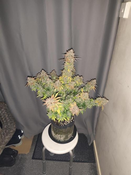 Eternity grow cup sticky broccoli auto. Week 12
