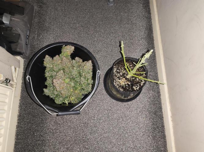 Eternity grow cup sticky broccoli auto. Week 12