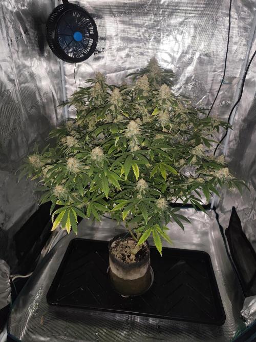 AK-47 XL. Week 14