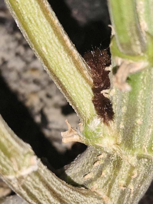 AK-47 XL. Week 14 - Pipe cleaner growing through stem 🤬