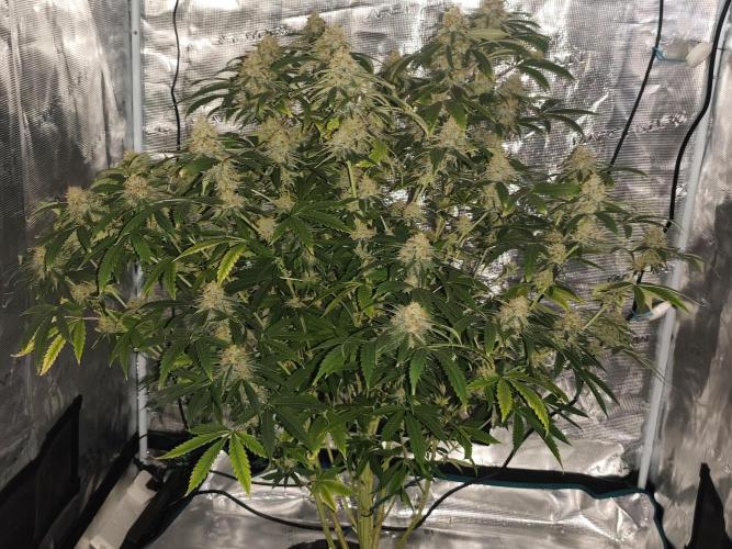 AK-47 XL. Week 14