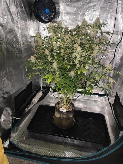 AK-47 XL. Week 14
