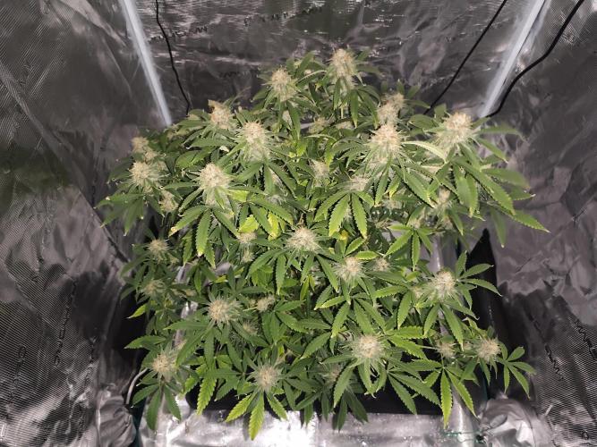 AK-47 XL. Week 14
