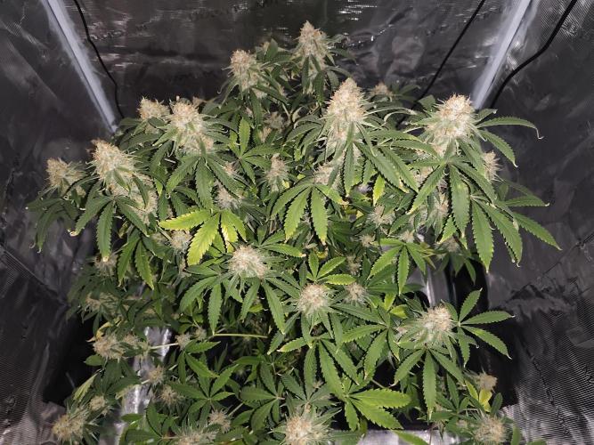 AK-47 XL. Week 15