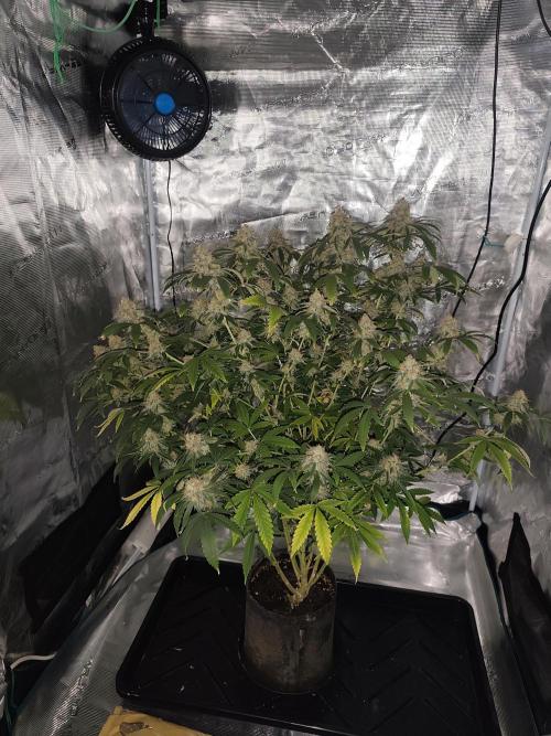 AK-47 XL. Week 15