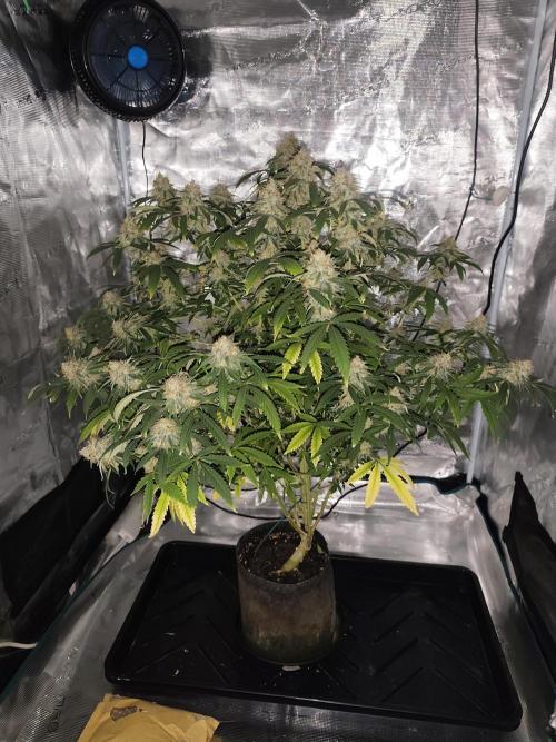 AK-47 XL. Week 15