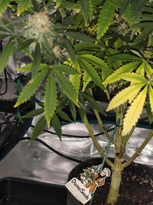 AK-47 XL. Week 15