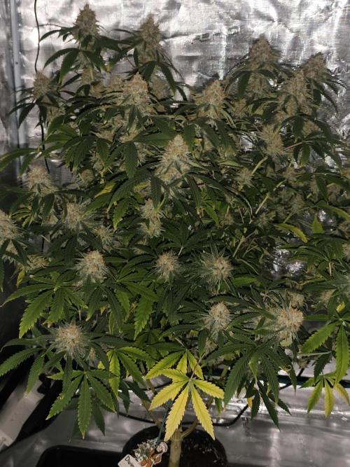 AK 47 XL. Week 15