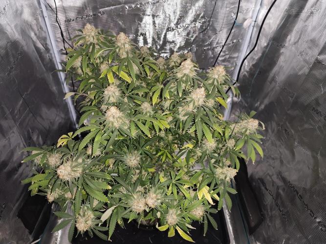 AK-47 XL. Week 16