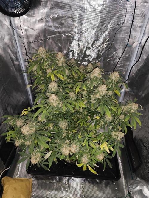AK 47 XL. Week 16