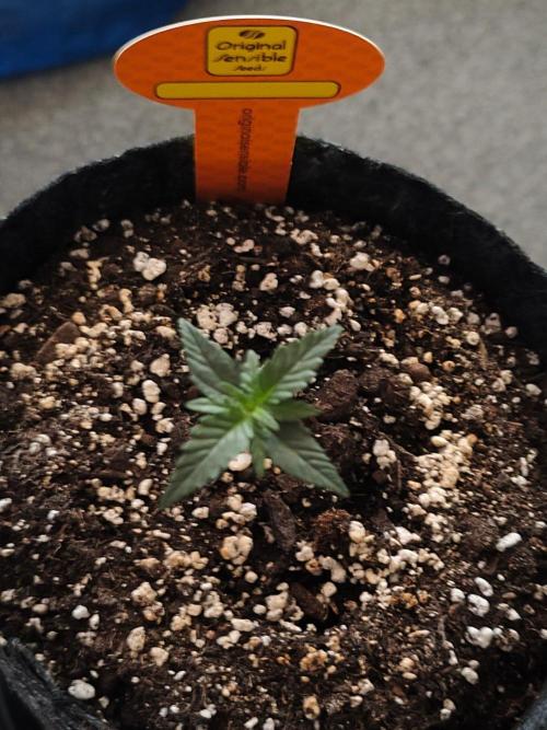 Original sensible seeds. Week 0