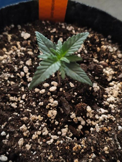 Original sensible seeds. Week 0