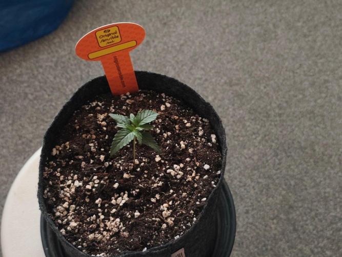Original sensible seeds. Week 0