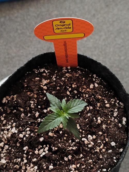 Original sensible seeds. Week 0