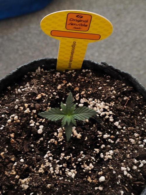 Original sensible seeds. Week 0