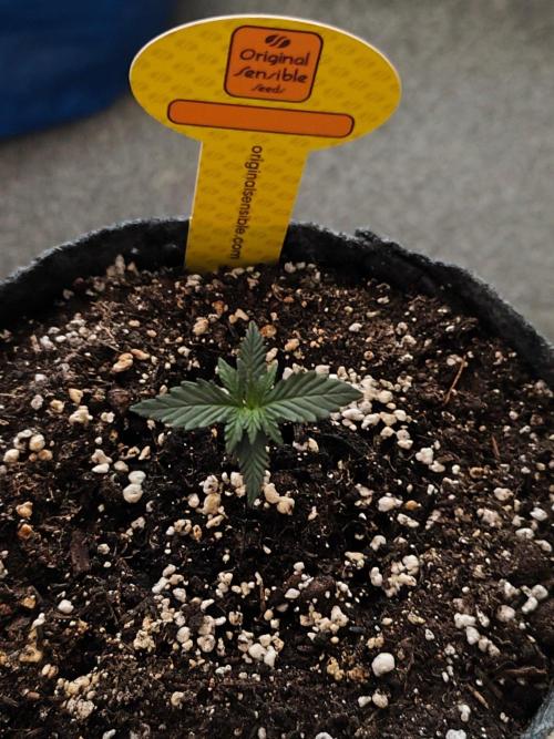 Original sensible seeds. Week 0