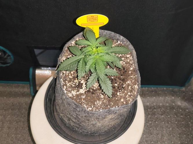 Original sensible seeds. Week 3