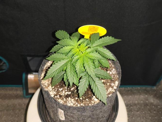 Original sensible seeds. Week 3
