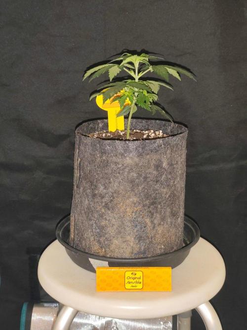 Original sensible seeds. Week 3