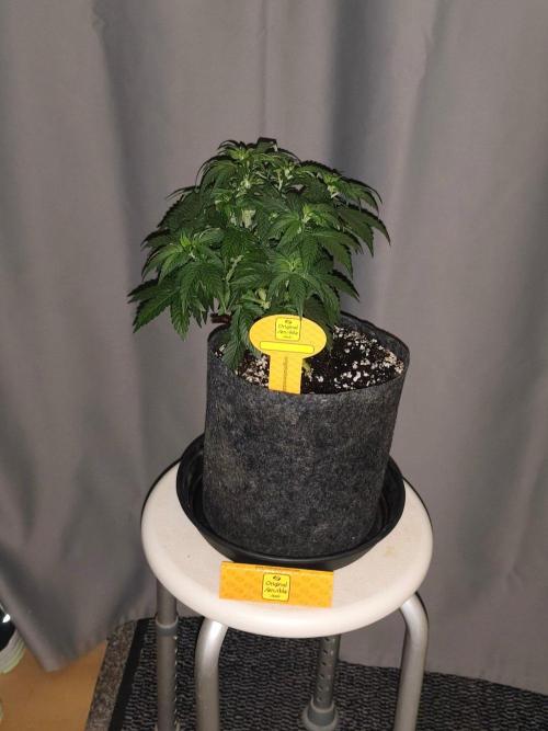Original sensible seeds. Week 4