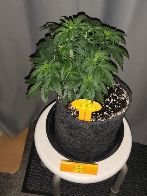 Original sensible seeds. Week 4