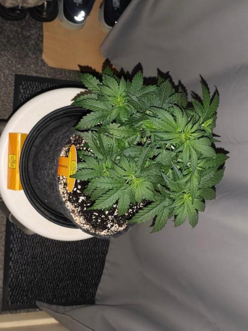 Original sensible seeds. Week 4
