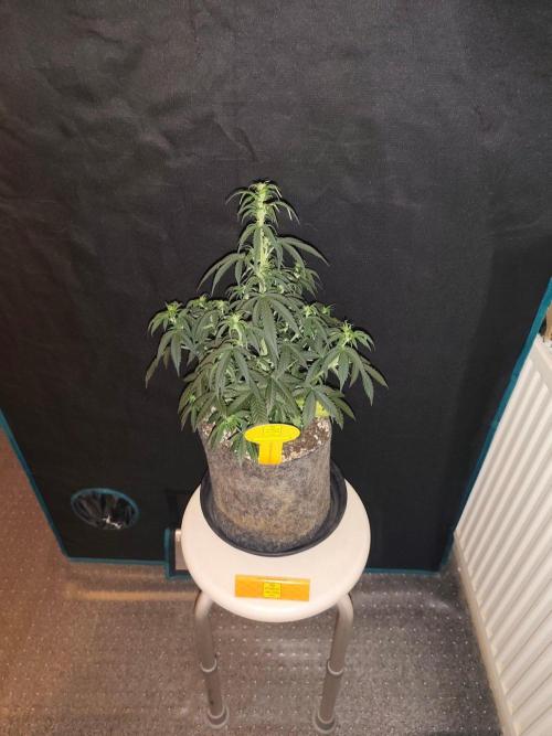 Original sensible seeds. Week 5