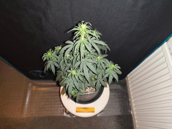 Original sensible seeds. Week 5