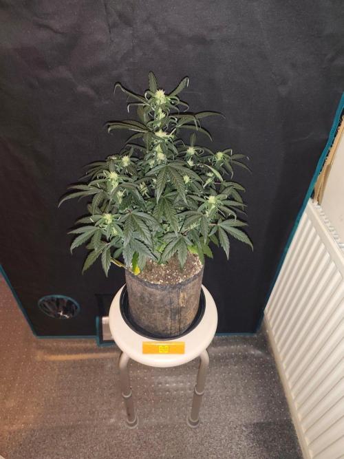 Original sensible seeds. Week 5