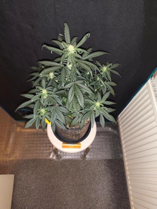 Original sensible seeds. Week 5