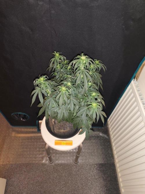 Original sensible seeds. Week 5