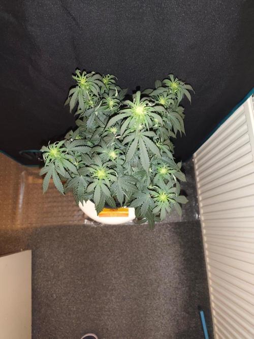 Original sensible seeds. Week 5