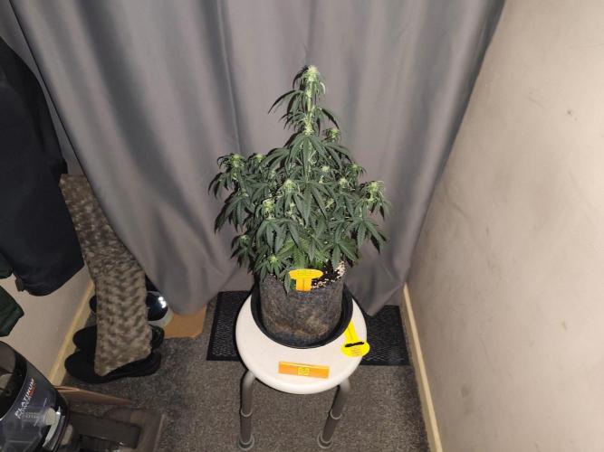 Original sensible seeds. Week 6