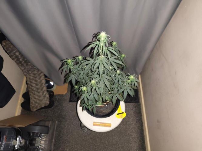 Original sensible seeds. Week 6