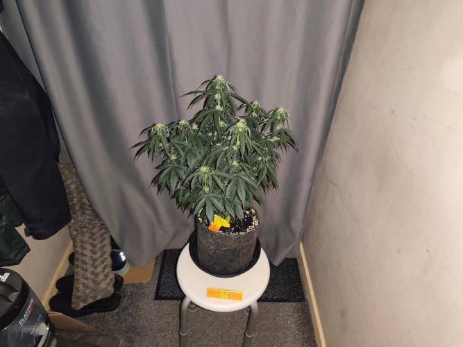 Original sensible seeds. Week 6