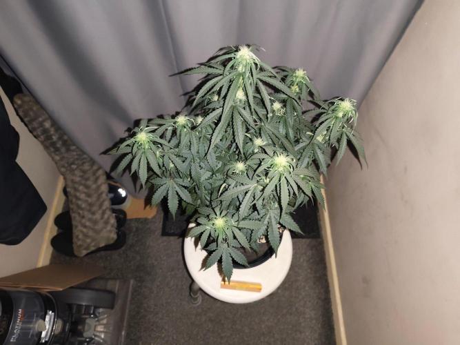 Original sensible seeds. Week 6