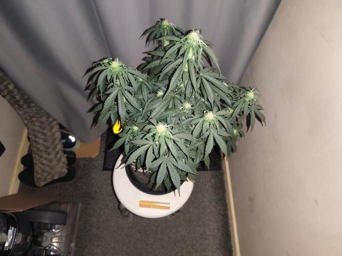 Original sensible seeds. Week 6