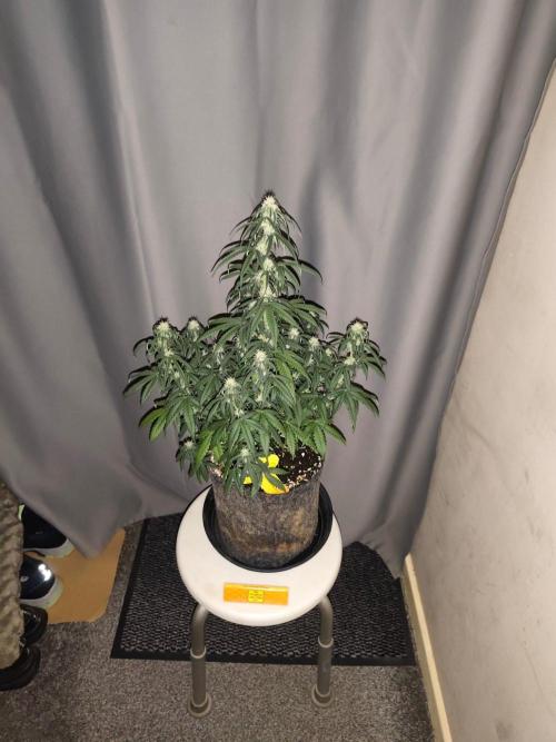 GT 100x100x180. Week 7